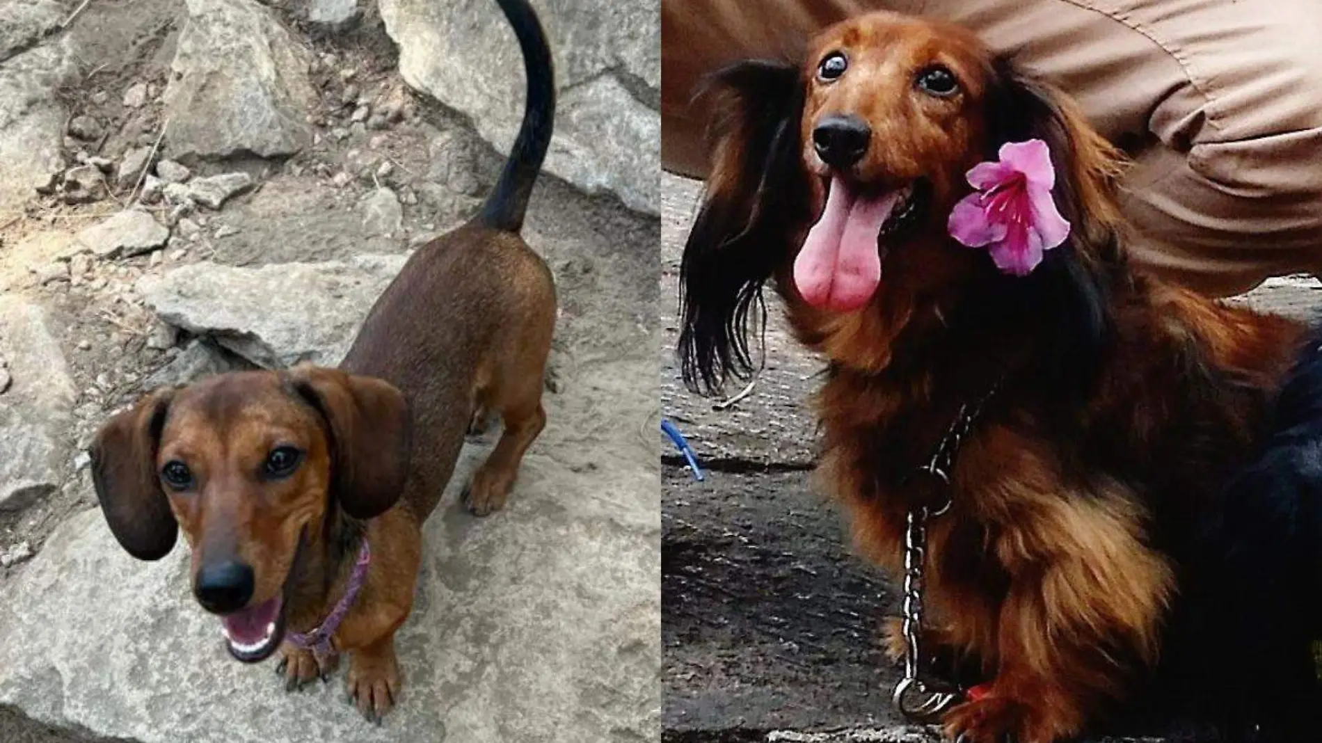 Perritos se refrescan en bache de Coatzacoalcos